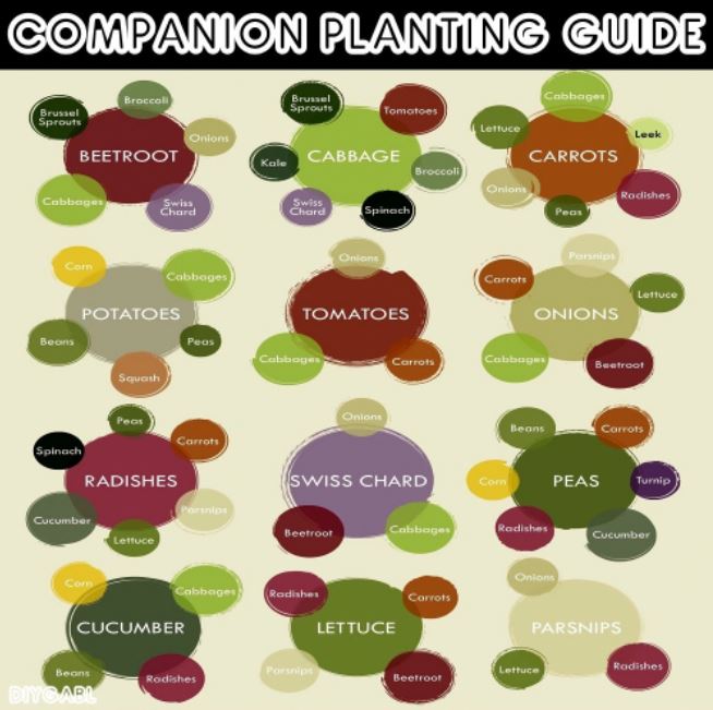 companion planting